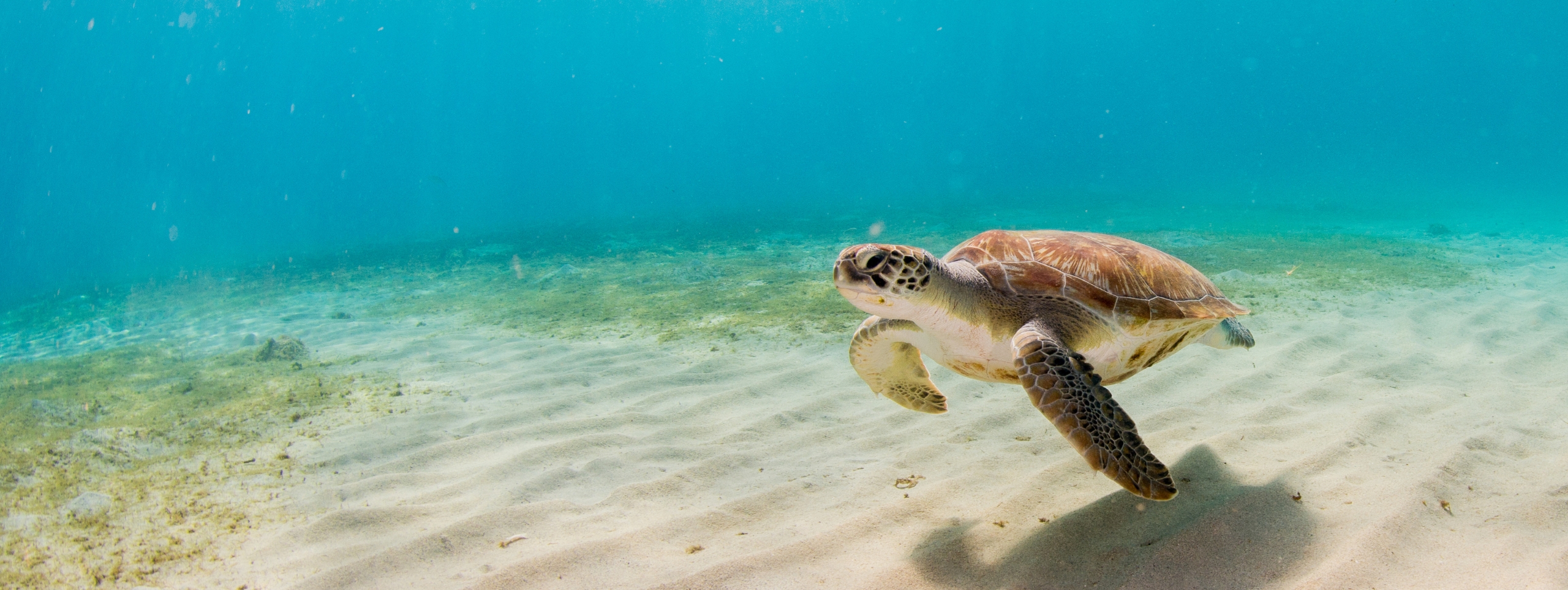 AFAR - A First Timer’s Guide to Grand Cayman Island - Swim with Turtles - Seascape Villa Cayman Islands